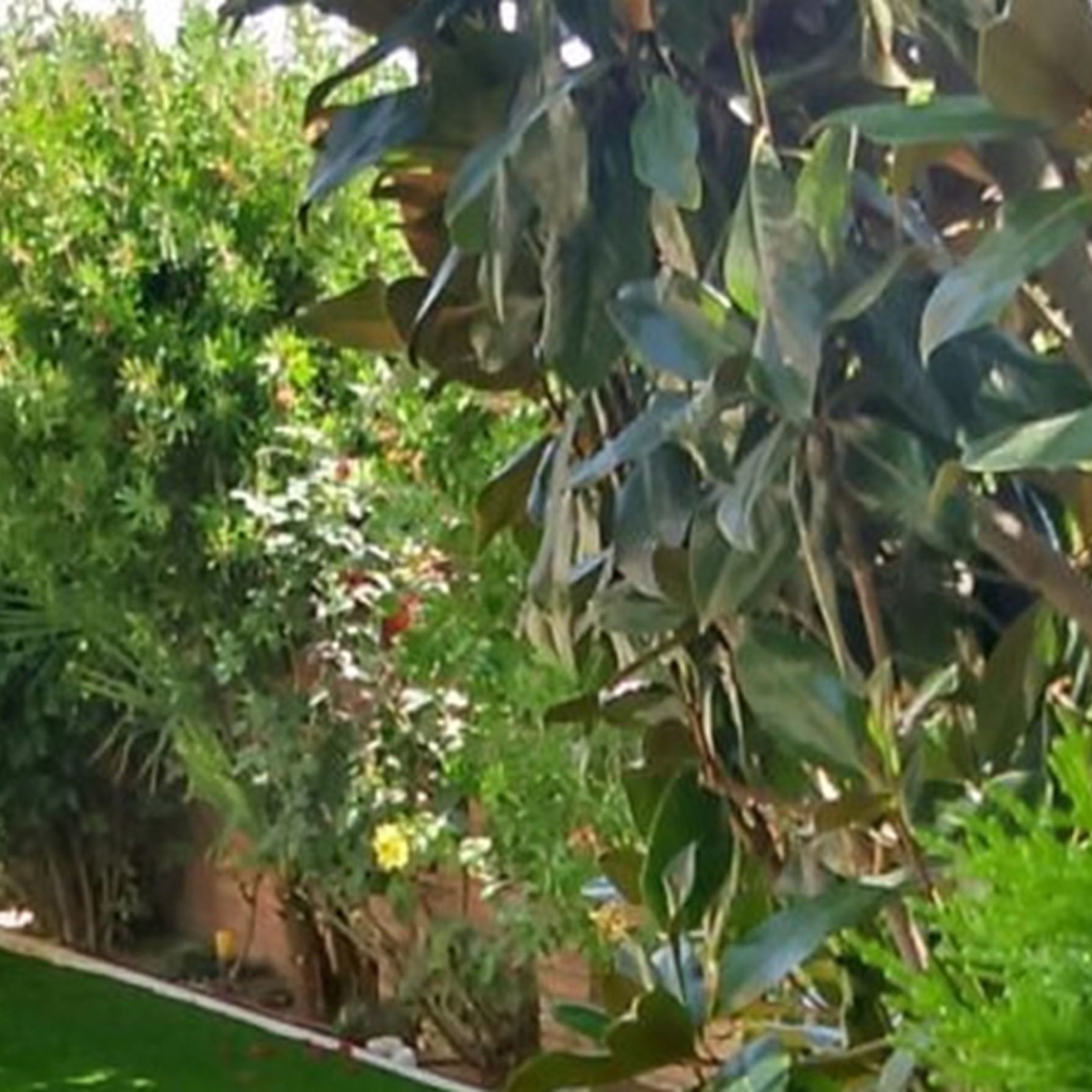 Jardin